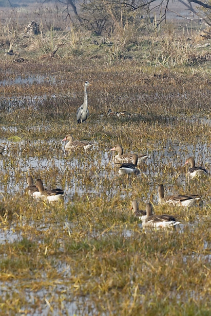 Keoladeo national park-099